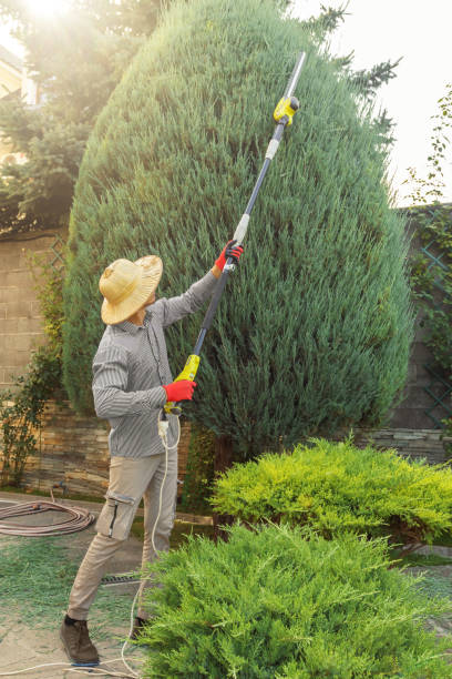 How Our Tree Care Process Works  in Sturgeon, PA